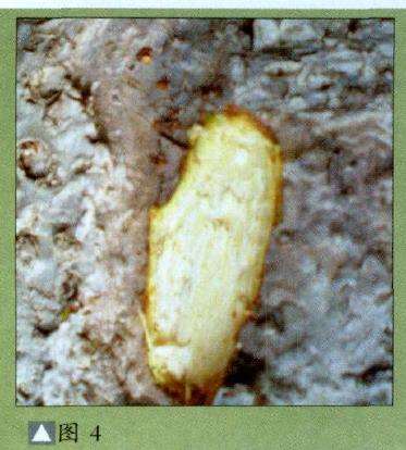 盆景轮纹病怎么防治的4个措施