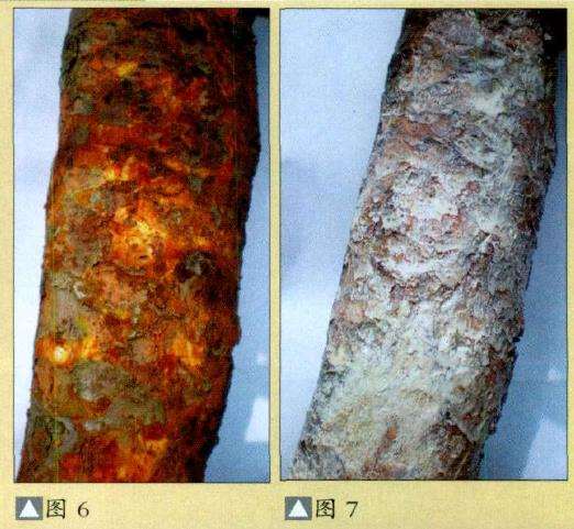 盆景轮纹病怎么防治的4个措施