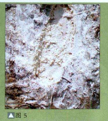 盆景轮纹病怎么防治的4个措施