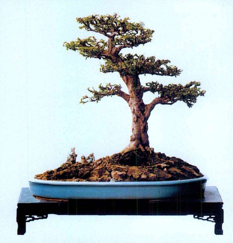 新加坡盆景艺术家 胡海洲 图片