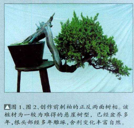 图解 悬崖型刺柏盆景怎么创作的15个步骤