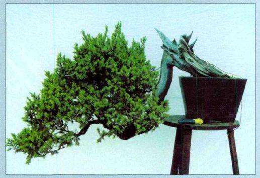 图解 悬崖型刺柏盆景怎么创作的15个步骤