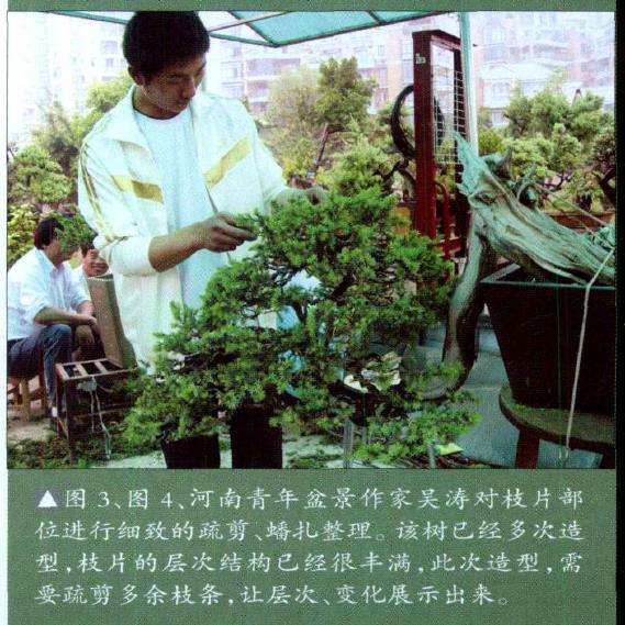 图解 悬崖型刺柏盆景怎么创作的15个步骤