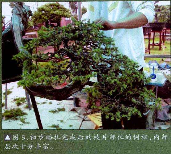 图解 悬崖型刺柏盆景怎么创作的15个步骤