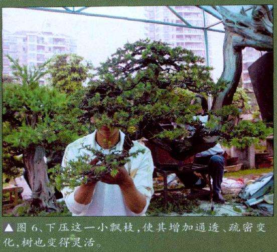 图解 悬崖型刺柏盆景怎么创作的15个步骤