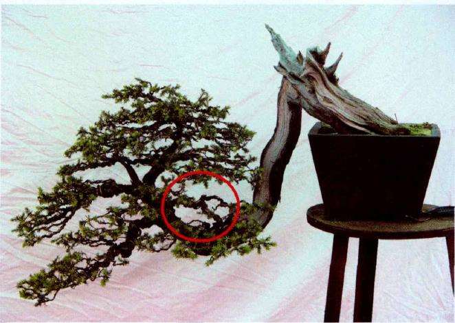 图解 悬崖型刺柏盆景怎么创作的15个步骤