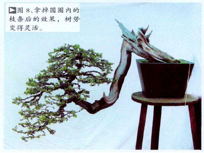 图解 悬崖型刺柏盆景怎么创作的15个步骤