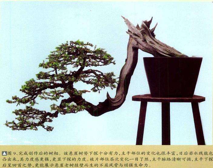 图解 悬崖型刺柏盆景怎么创作的15个步骤