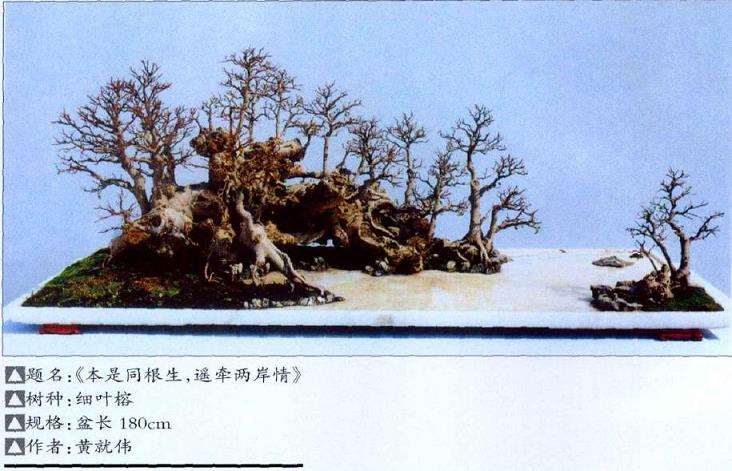 杂木盆景成型后怎么养护