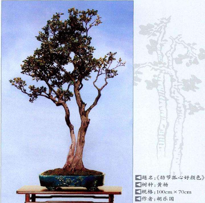 杂木盆景是中国盆景的一大内容