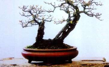 杂木盆景是中国盆景的一大内容