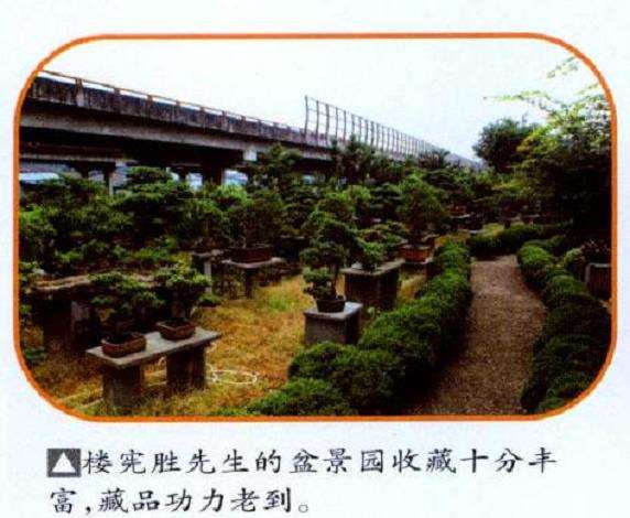 刘荣森先生的楼顶盆景园