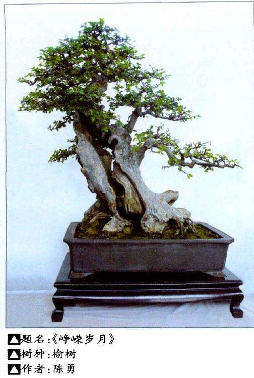 今天参观了温州的几处盆景园