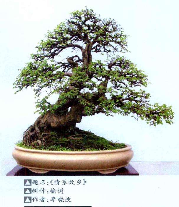 今天参观了温州的几处盆景园