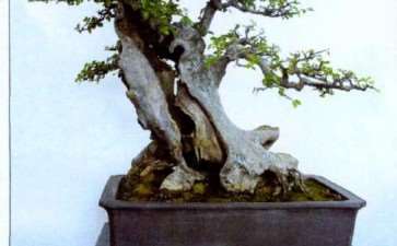 今天参观了温州的几处盆景园 图片