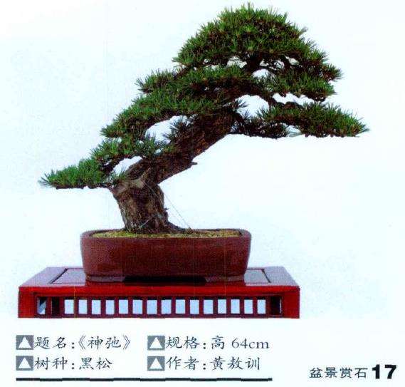 今天参观宁波的盆景园