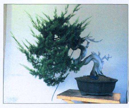 图解 真柏盆景怎么片层处理的7个步骤