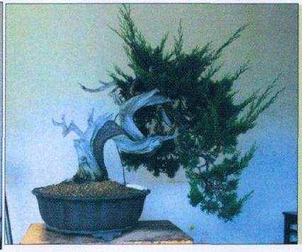 图解 真柏盆景怎么片层处理的7个步骤