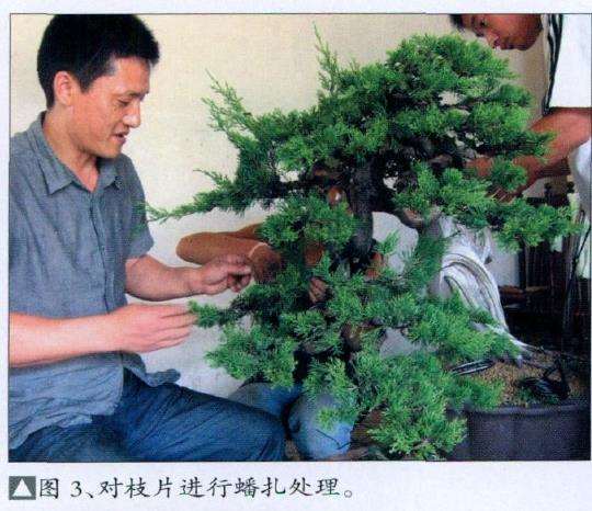 图解 真柏盆景怎么片层处理的7个步骤