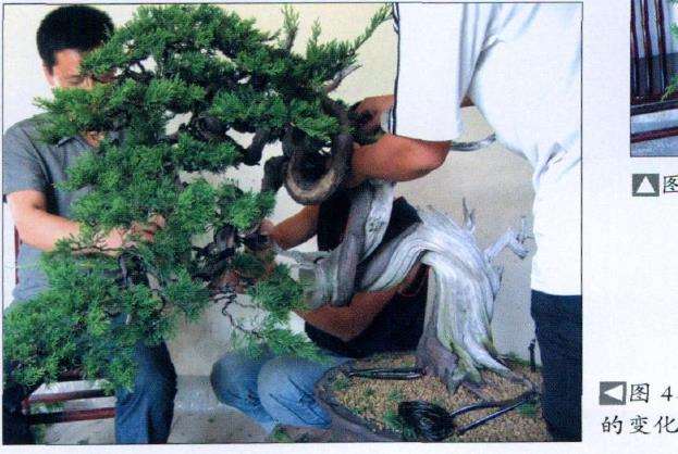 图解 真柏盆景怎么片层处理的7个步骤