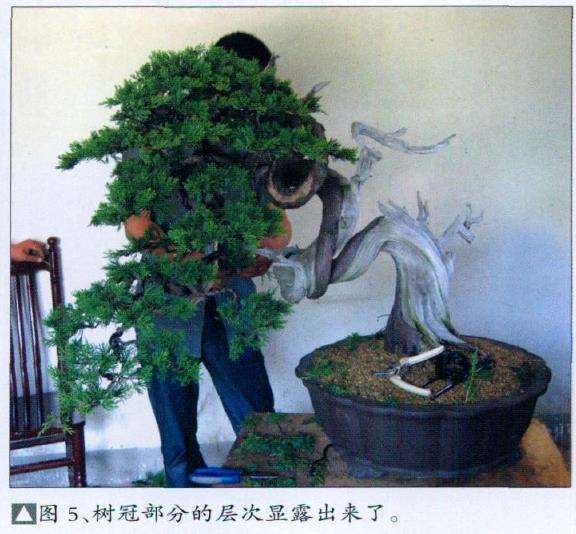 图解 真柏盆景怎么片层处理的7个步骤