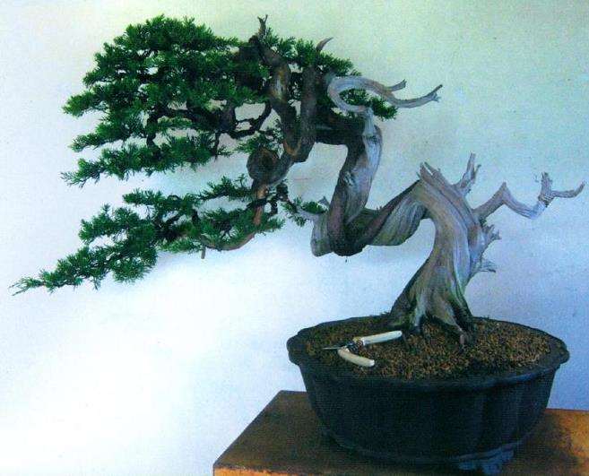 图解 真柏盆景怎么片层处理的7个步骤