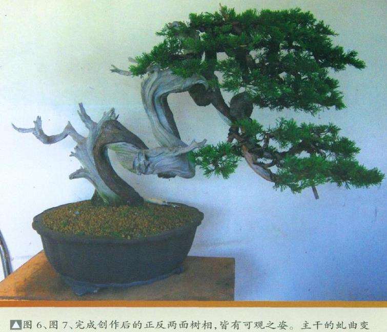 图解 真柏盆景怎么片层处理的7个步骤