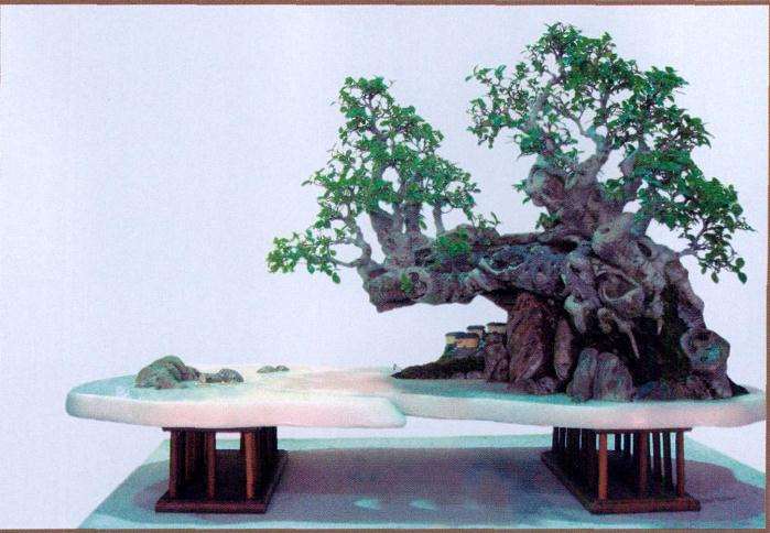 漳州诏安高超的榕树作品《悬崖蔽景》