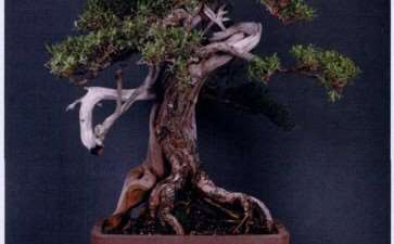 2010 新加坡盆景与雅石展赛会