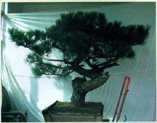 图解 黑松盆景怎么初次创作的10个步骤