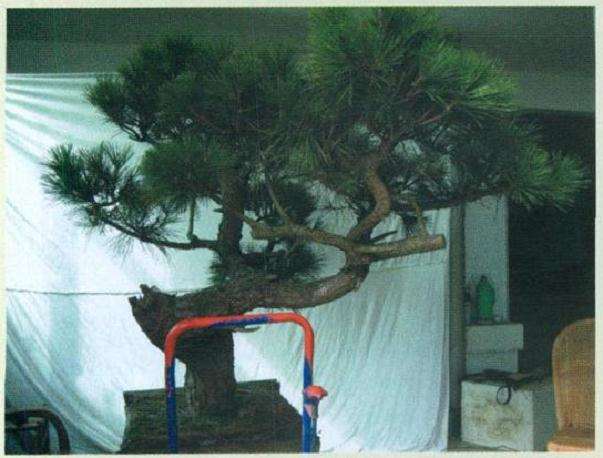 图解 黑松盆景怎么初次创作的10个步骤