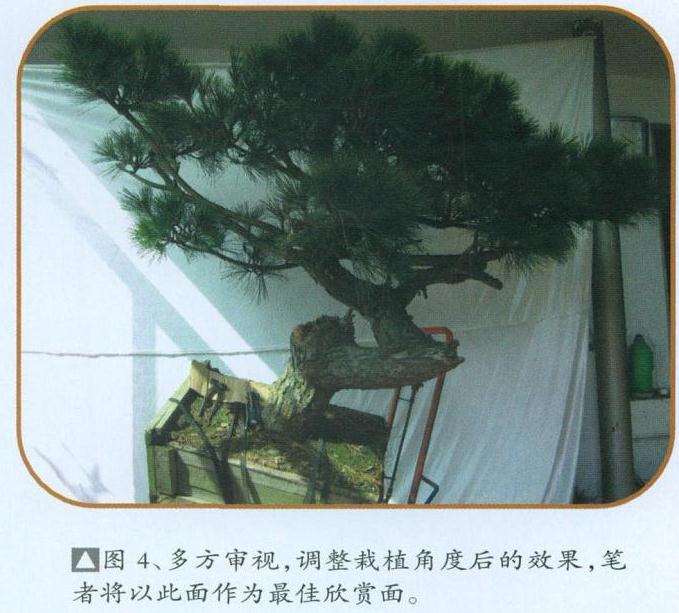 图解 黑松盆景怎么初次创作的10个步骤