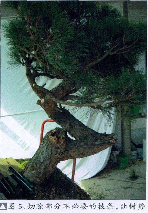 图解 黑松盆景怎么初次创作的10个步骤