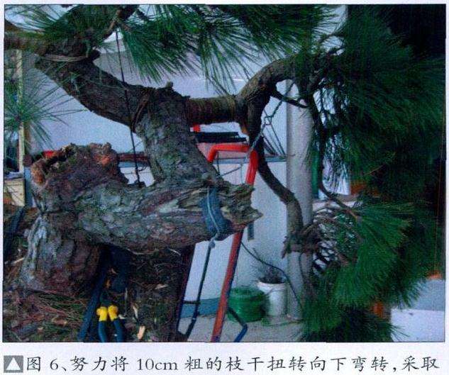 图解 黑松盆景怎么初次创作的10个步骤