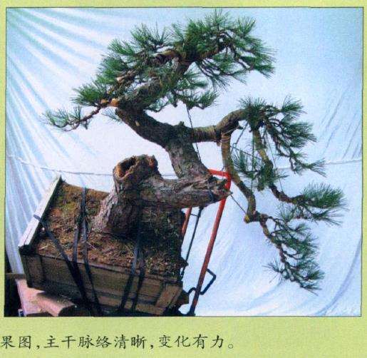 图解 黑松盆景怎么初次创作的10个步骤