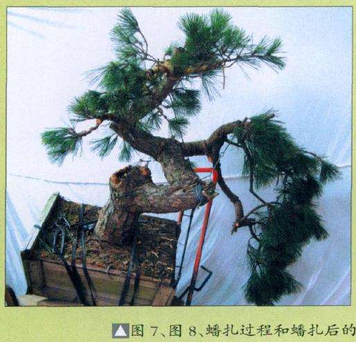 图解 黑松盆景怎么初次创作的10个步骤