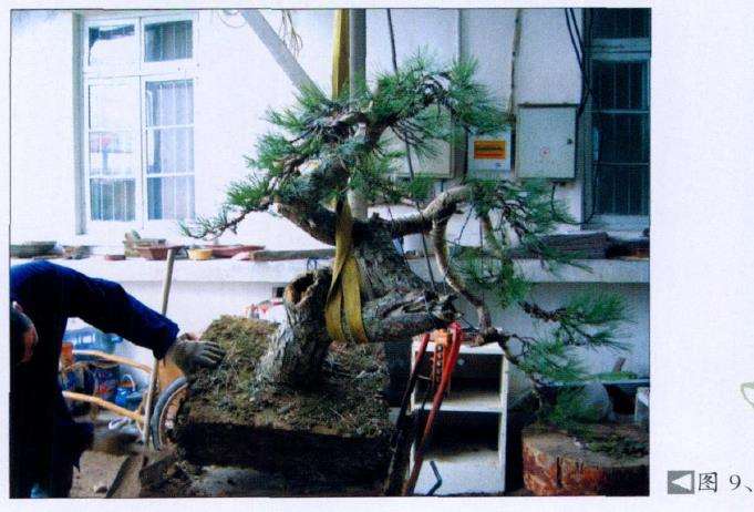 图解 黑松盆景怎么初次创作的10个步骤