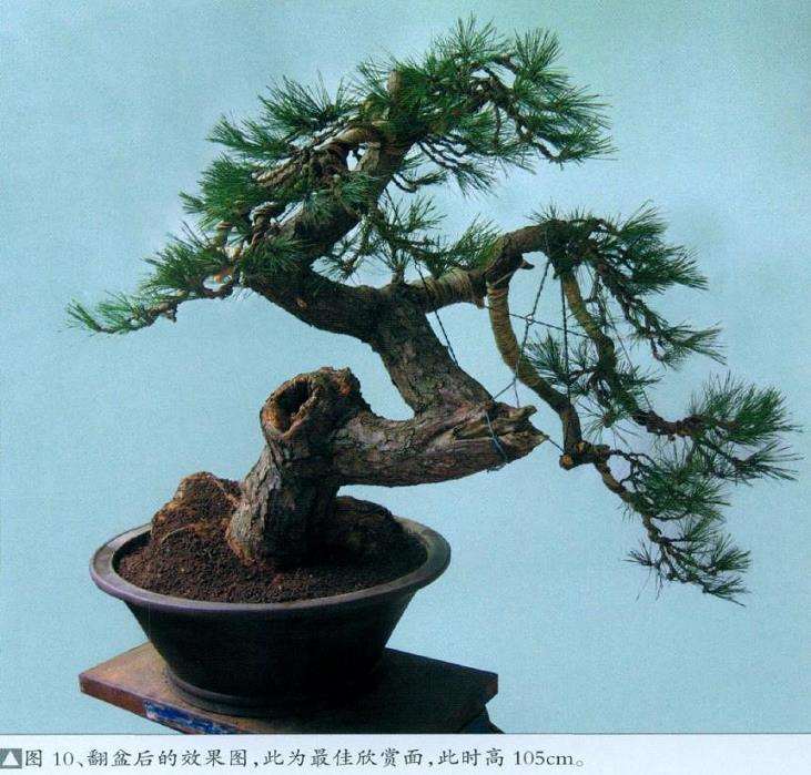 图解 黑松盆景怎么初次创作的10个步骤