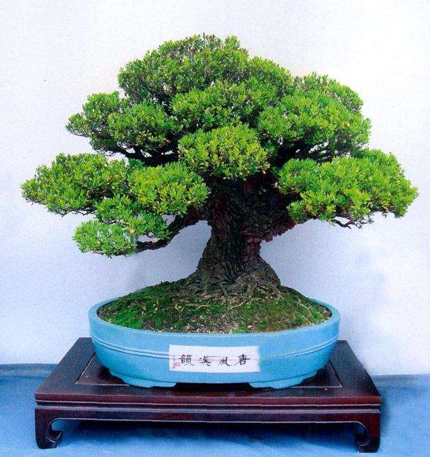 雀舌黄杨盆景怎么浇水施肥