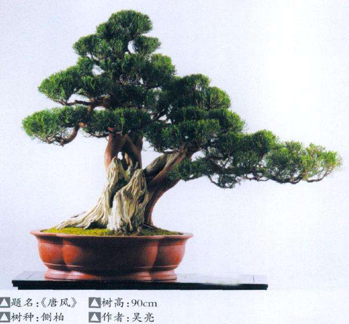 移栽高山柏盆景怎么养护管理的3个步骤