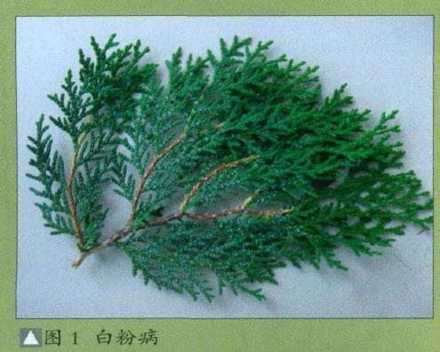 移栽高山柏盆景怎么养护管理的3个步骤