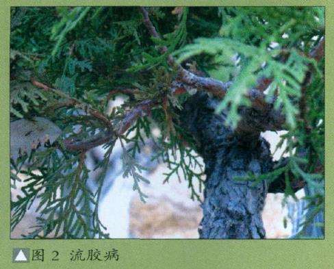 移栽高山柏盆景怎么养护管理的3个步骤