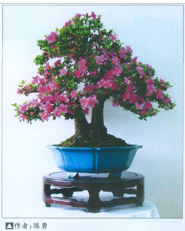 夏鹃盆景怎么修剪蟠扎的5个步骤