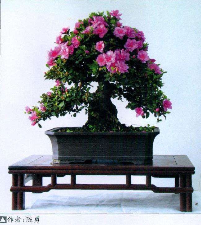 本人多年养护夏鹃盆景的8心得