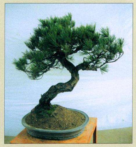 图解 黑松盆景怎么再改作的5个步骤