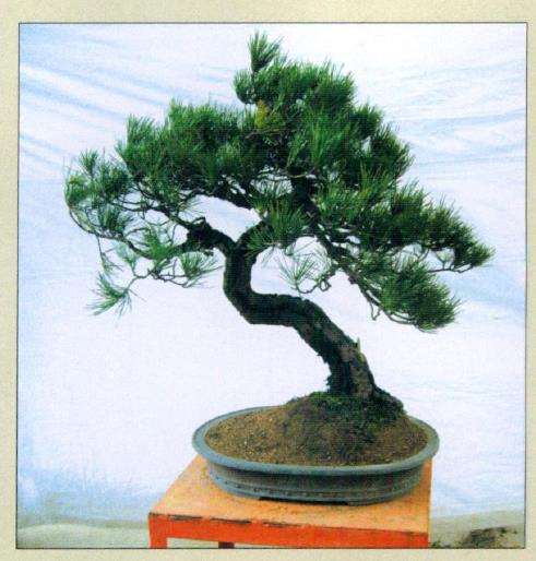 图解 黑松盆景怎么再改作的5个步骤