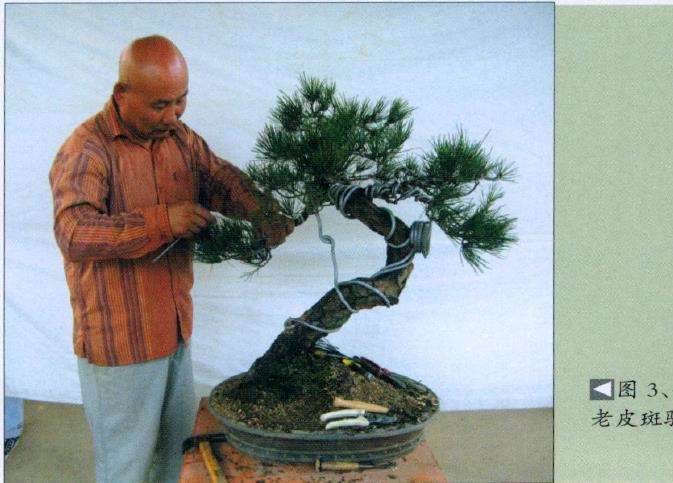 图解 黑松盆景怎么再改作的5个步骤