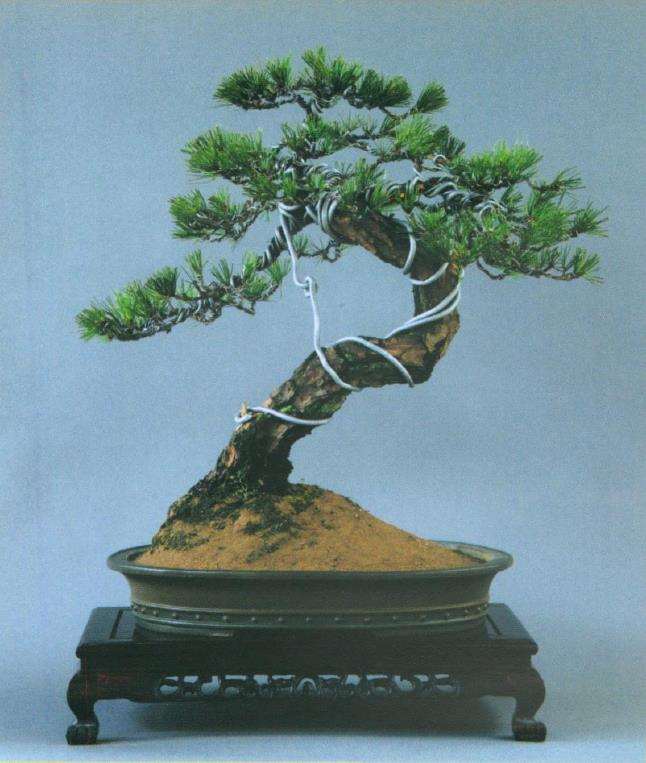 图解 黑松盆景怎么再改作的5个步骤