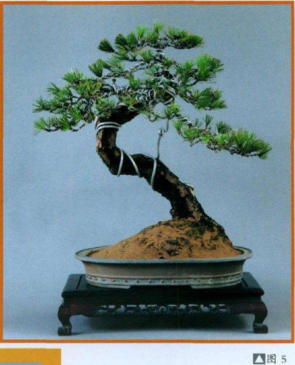 图解 黑松盆景怎么再改作的5个步骤