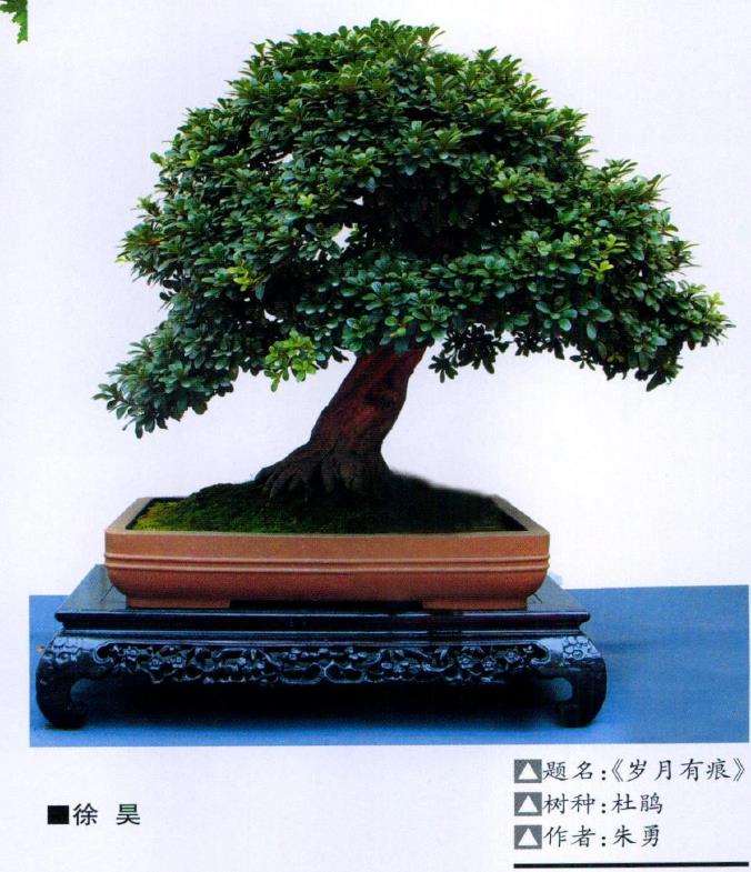 5种适合制作杂木盆景的树种 图片